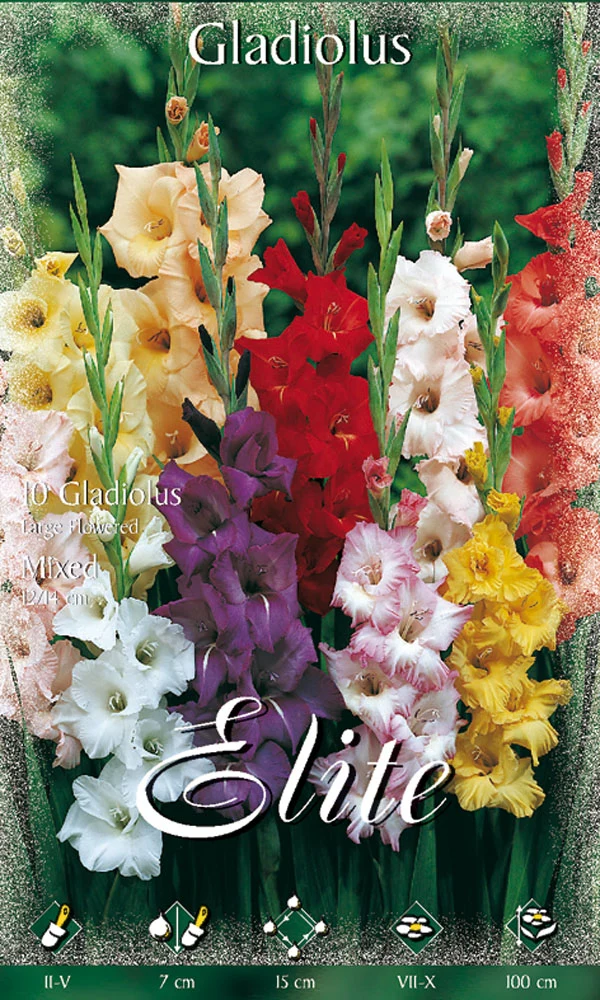 OFFERTA 70 BULBI GLADIOLI A FIORI GRANDI MIX DI COLORI