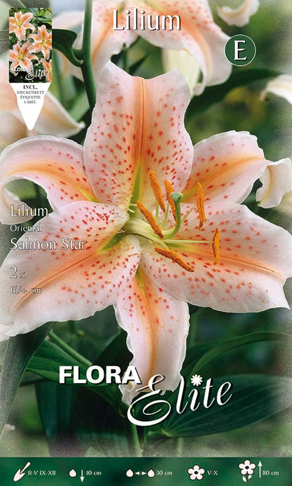 OFFERTA 6 BULBI LILIUM ORIENTAL SALMON STAR