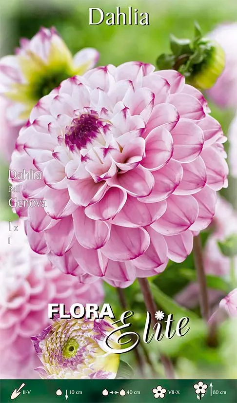 OFFERTA 3 BULBI DAHLIA BALL GENOVA