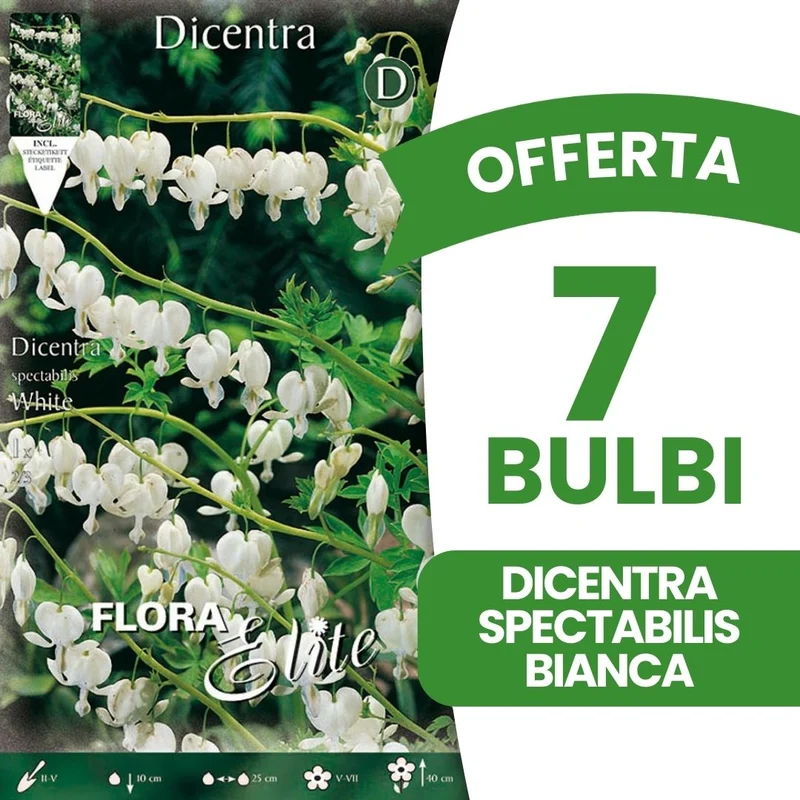 OFFERTA 7 BULBI DICENTRA SPECTABILIS BIANCA