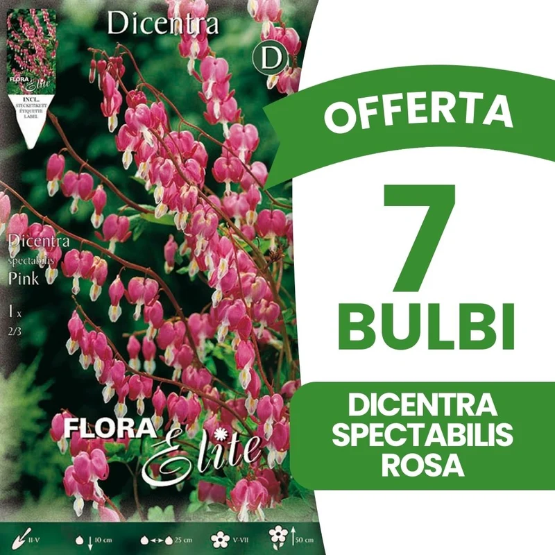 OFFERTA 7 BULBI DICENTRA SPECTABILIS ROSA