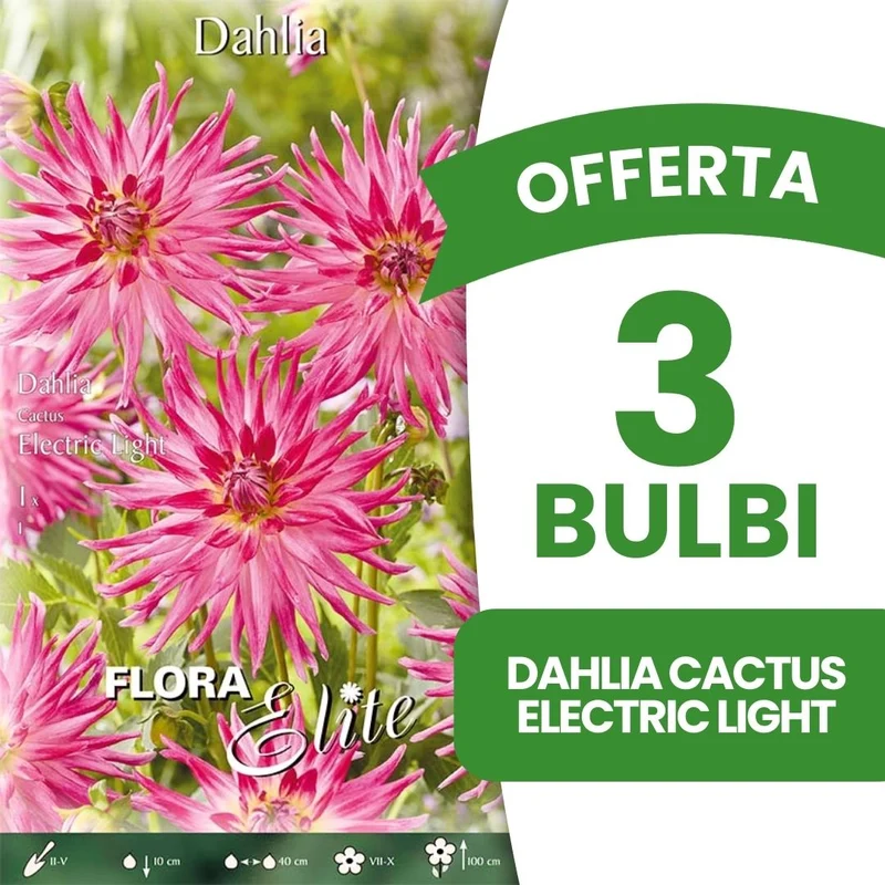 OFFERTA 3 BULBI DAHLIA CACTUS ELECTRIC LIGHT