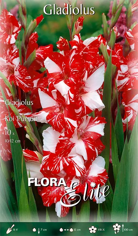 OFFERTA 30 BULBI GLADIOLI LARGE FLOWERING KOI PURSUIT