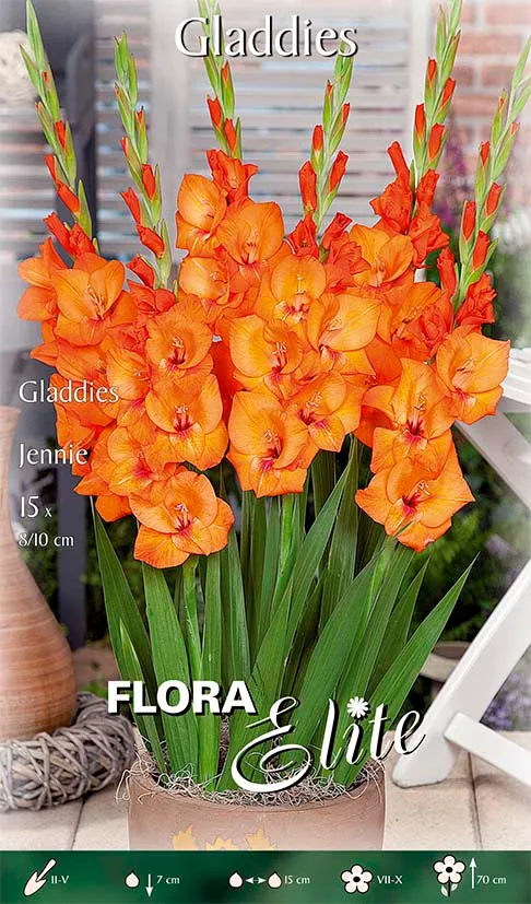 OFFERTA 75 BULBI GLADIOLI GLADDIES JENNIE