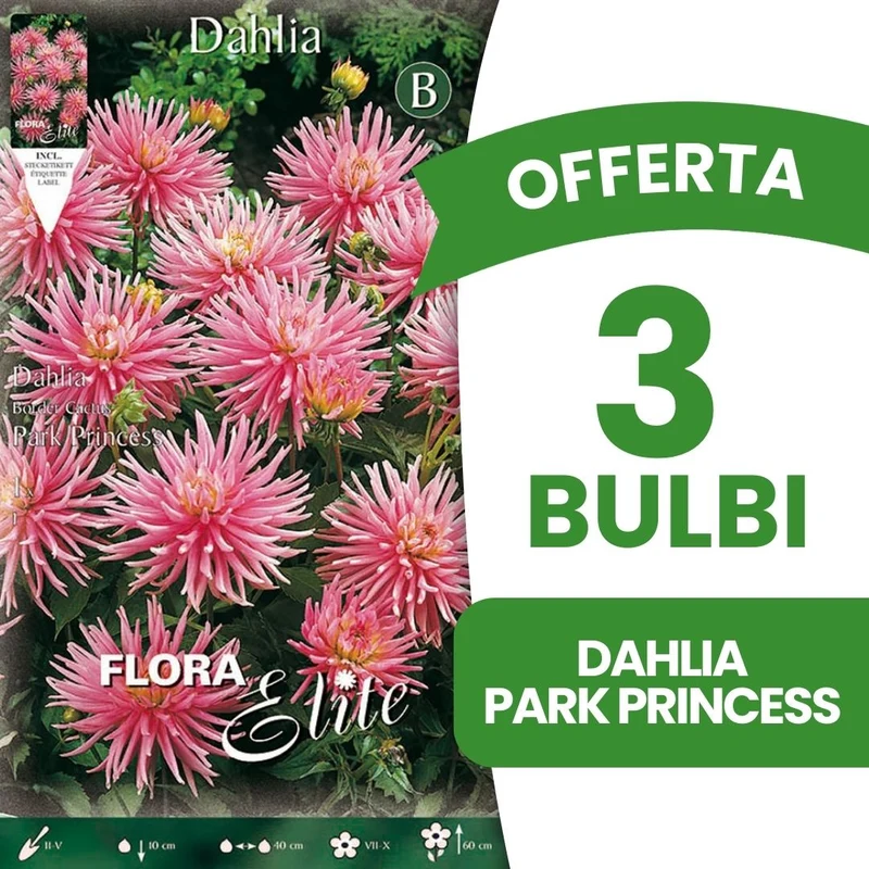 OFFERTA 3 BULBI DAHLIA DA BORDURA PARK PRINCESS