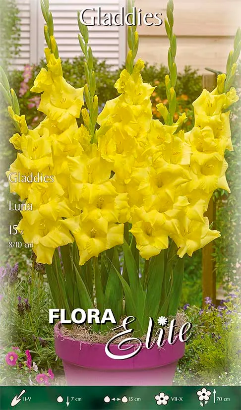 OFFERTA 45 BULBI GLADIOLI LUNA