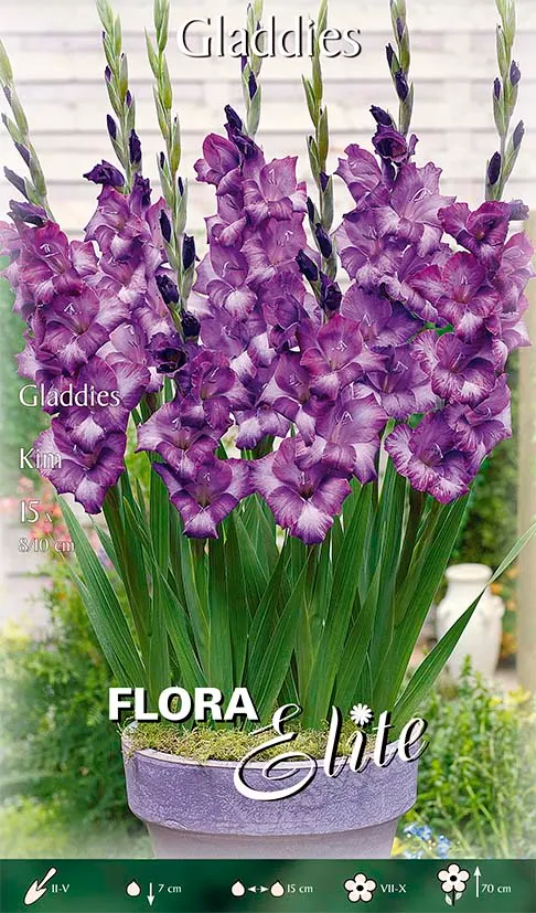 OFFERTA 45 BULBI GLADIOLI GLAMINI KIM