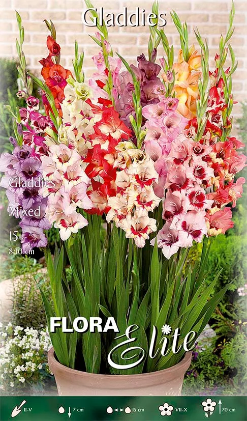 OFFERTA 45 BULBI GLADIOLI MIX