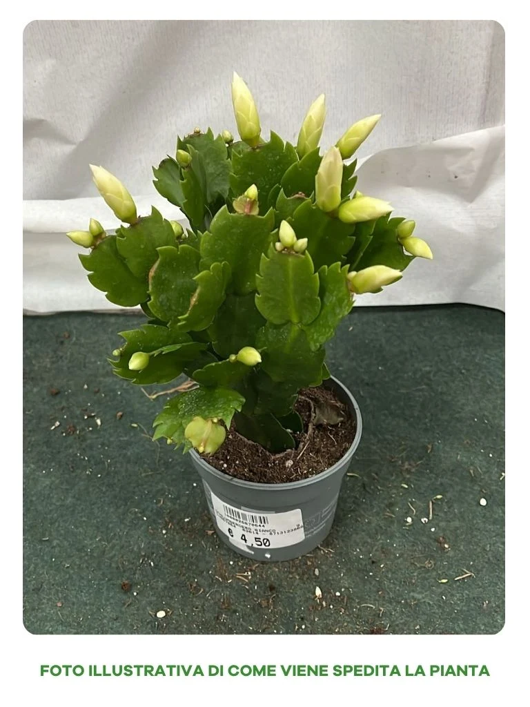 SCHLUMBERGERA BIANCA CACTUS DI NATALE IN VASO 9CM