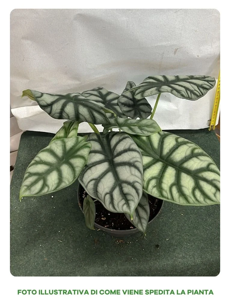 ALOCASIA DRAGON IN CIOTOLA 17CM