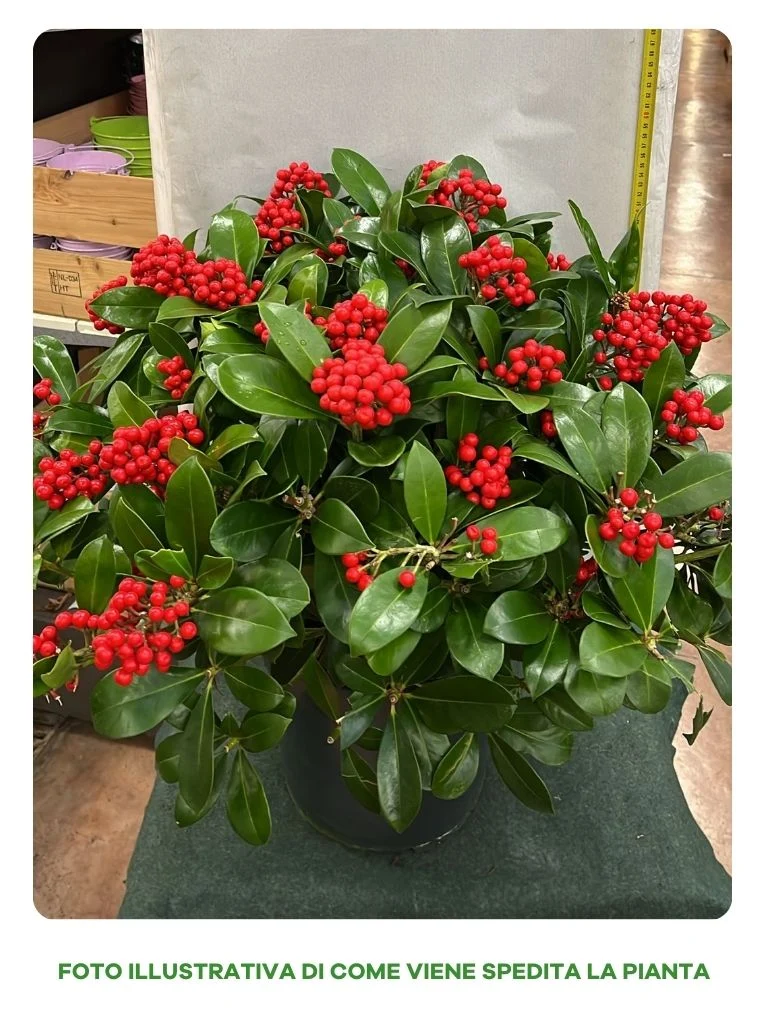 SKIMMIA VEITCHII RED VASO 30CM