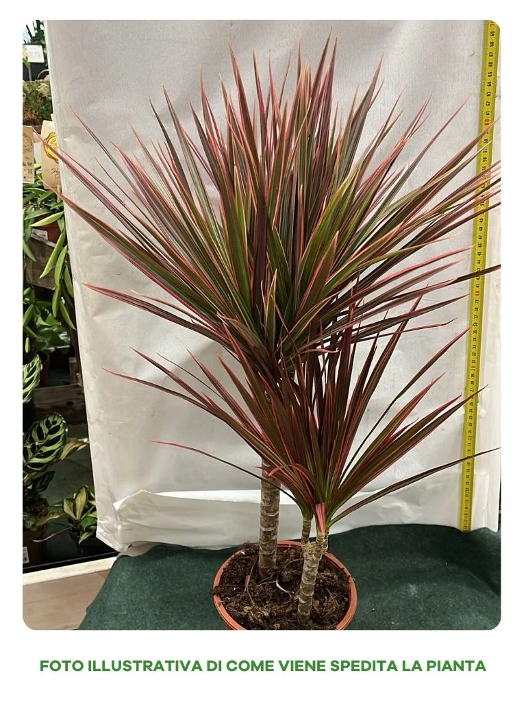 DRACENA COLORAMA ROSSA 30/10 IN VASO 15CM