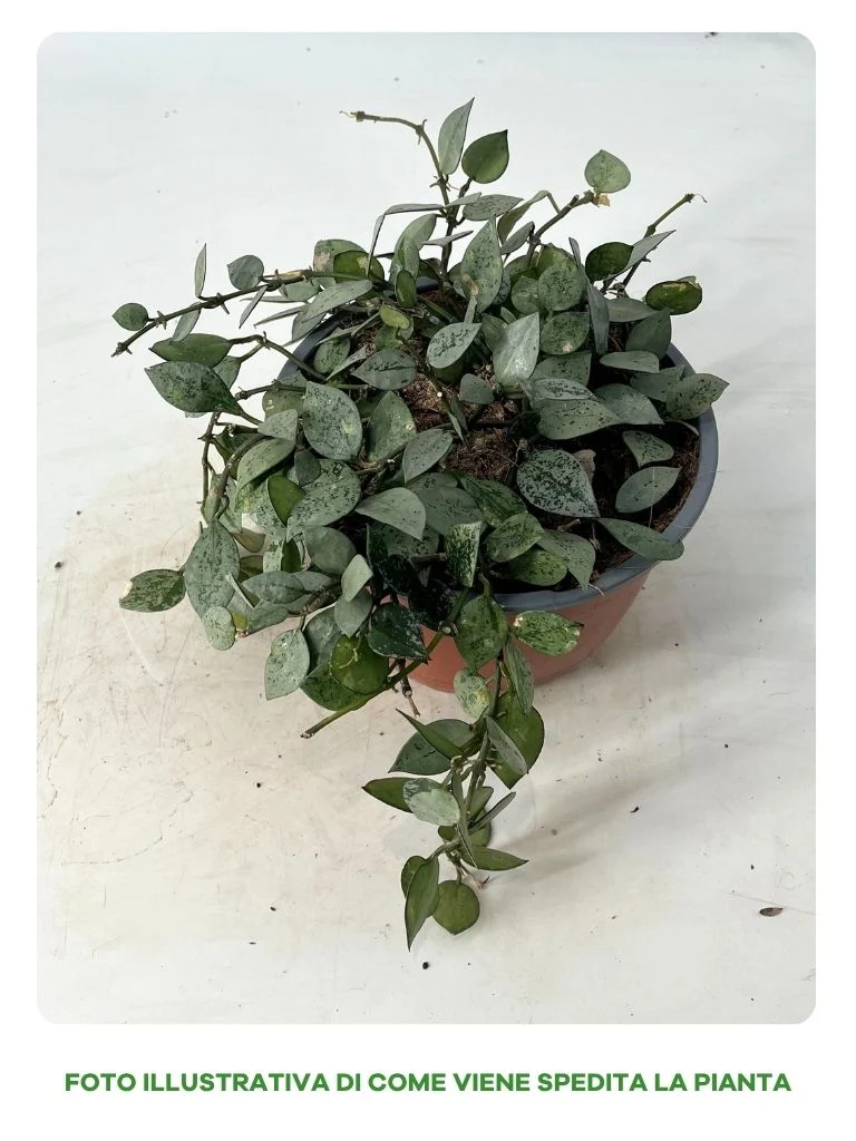 HOYA IN CIOTOLA 17CM