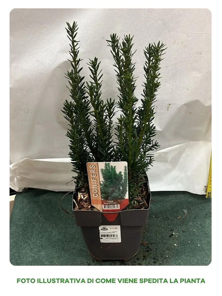 TAXUS MEDIA HILLII VASO 17CM