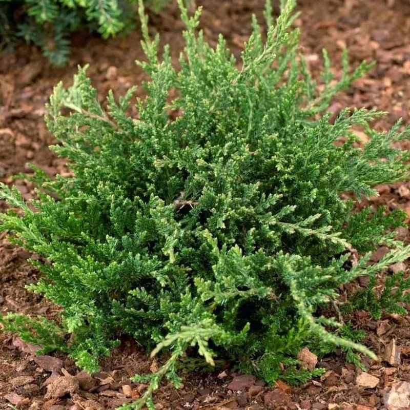 JUNIPERUS HORIZONTALIS "PRINCE OF WALES" IN VASO 18CM