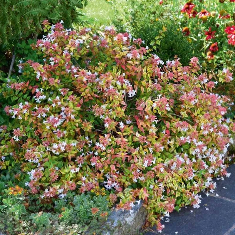 ABELIA GRANDIFLORA VASO 18CM