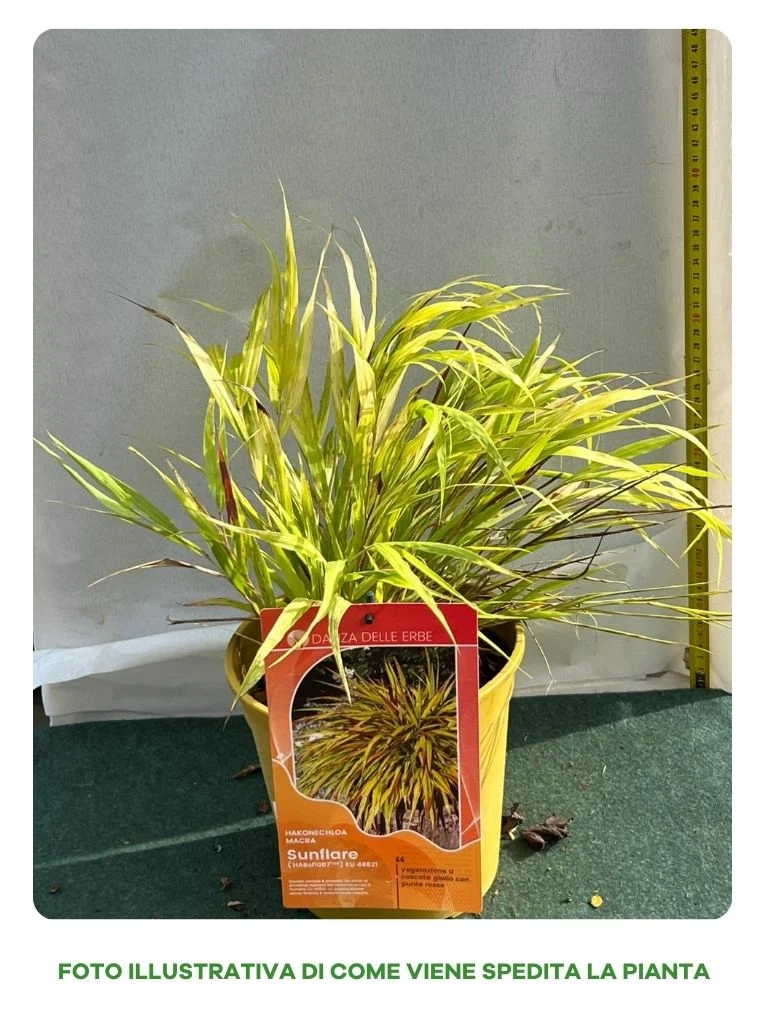 HAKONECHLOA MACRA AUREOLA VASO 18CM