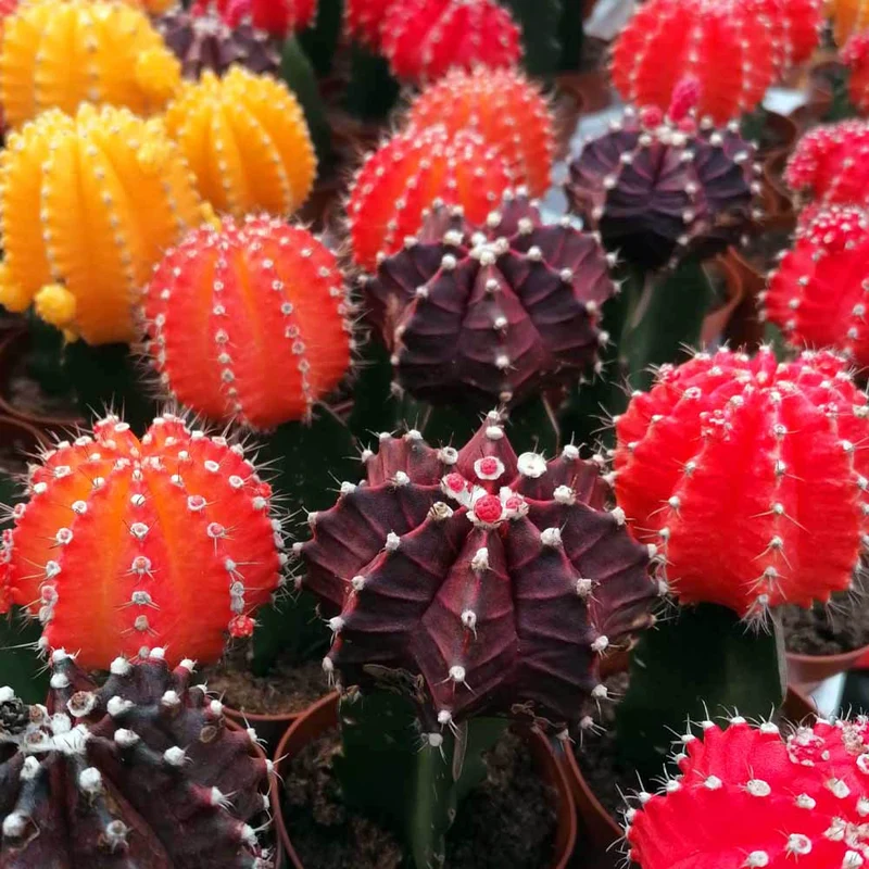 PIANTA GRASSA GYMNOCALYCIUM IN VASO 6CM COLORI ASSORTITI