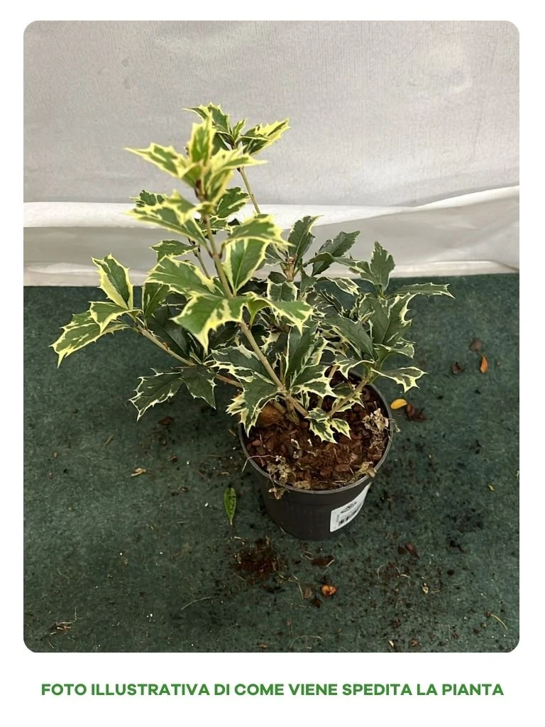 OSMANTHUS TRICOLOR IN VASO 9CM