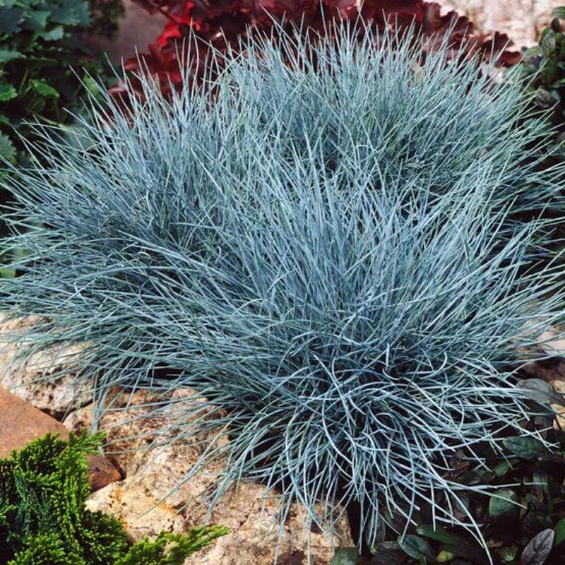 FESTUCA GLAUCANTHA VASO 12CM