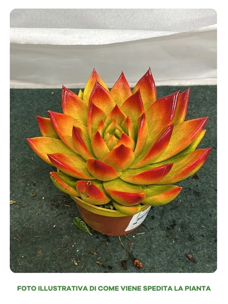 ECHEVERIA MIRANDA IN VASO 12CM