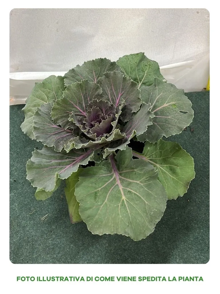 CAVOLO ORNAMENTALE BRASSICA VASO 14CM