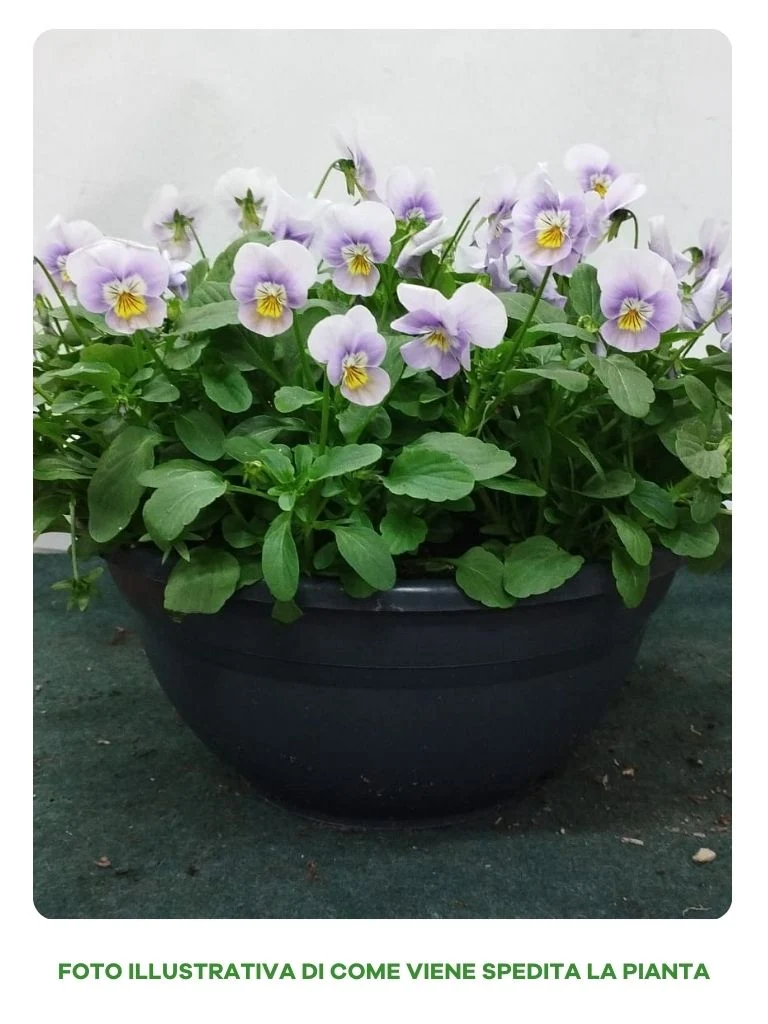 VIOLE IN COLORI ASSORTITI IN CIOTOLA 27CM