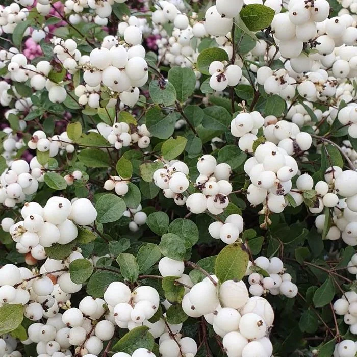 SYMPHORICARPOS MAGICAL GALAXY ALBERO DELLE PERLE VASO DA 13CM VARIETA' ASSORTITE