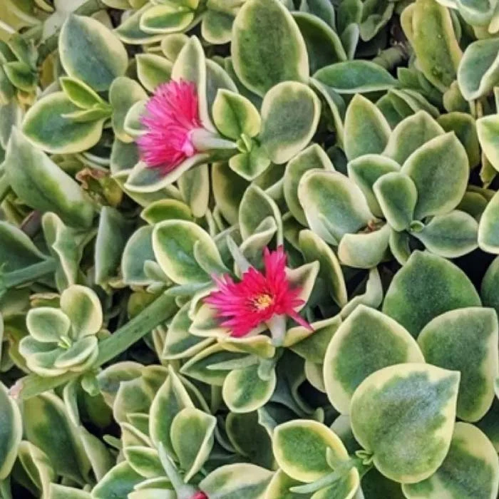 APTENIA CORDIFOLIA VASO 14CM
