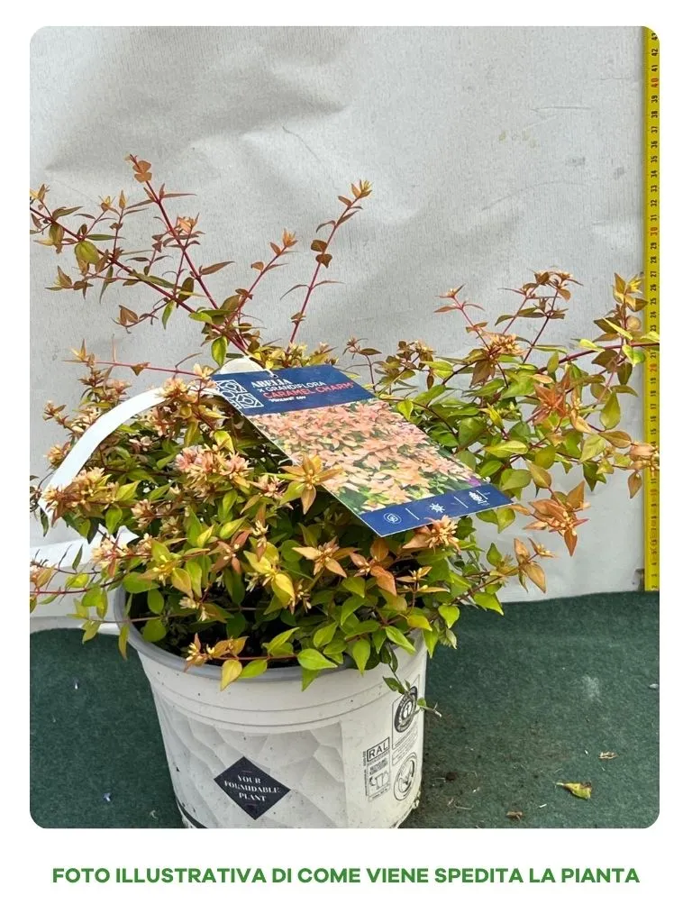 ABELIA GRANDIFLORA CARAMEL VASO 20CM