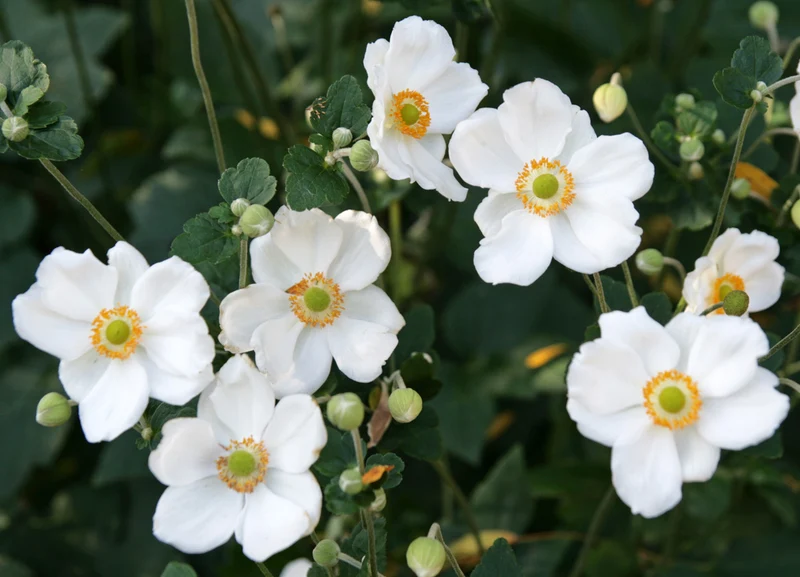 ANEMONE HYBRIDA HONORINE JOBERT IN VASO DA 18