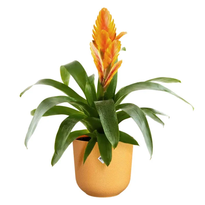 VASO JAZZ ROUND Ø26XH24CM GIALLO AMBRA
