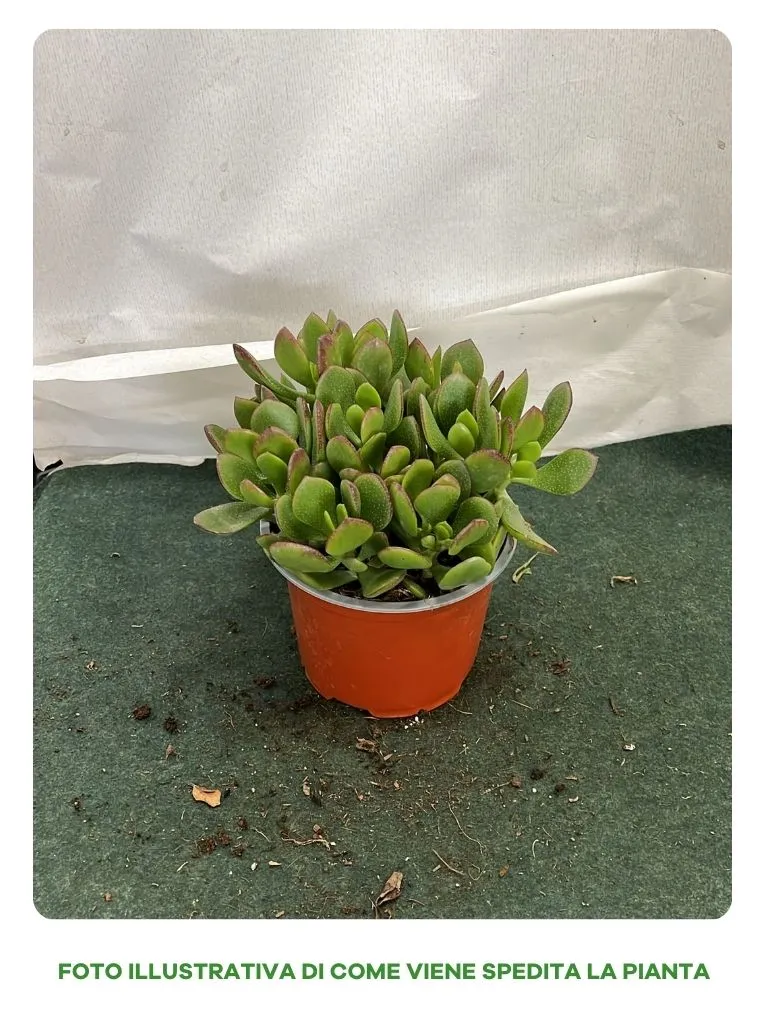 CRASSULA OVATA VASO 13CM