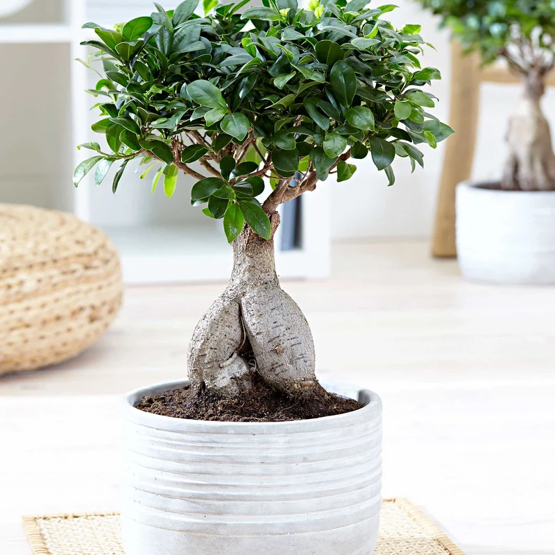 FICUS MICROCARPA GINSENG VASO 12CM