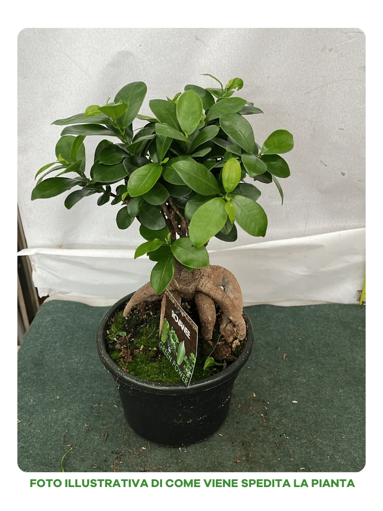 FICUS MICROCARPA GINSENG VASO 17CM