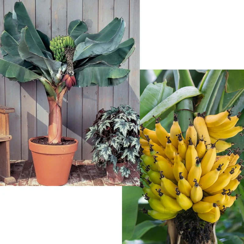 MUSA ACUMINATA DWARF CAVENDISH BANANO VASO 20CM