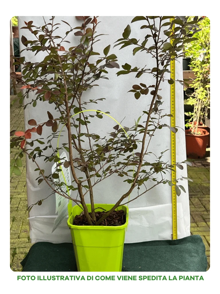LAGERSTROEMIA INDICA WITH LOVE ETERNAL VASO 19CM