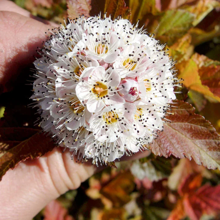 PHYSOCARPUS OPULIFOLIUS AMBER JUBILEE VASO 18CM