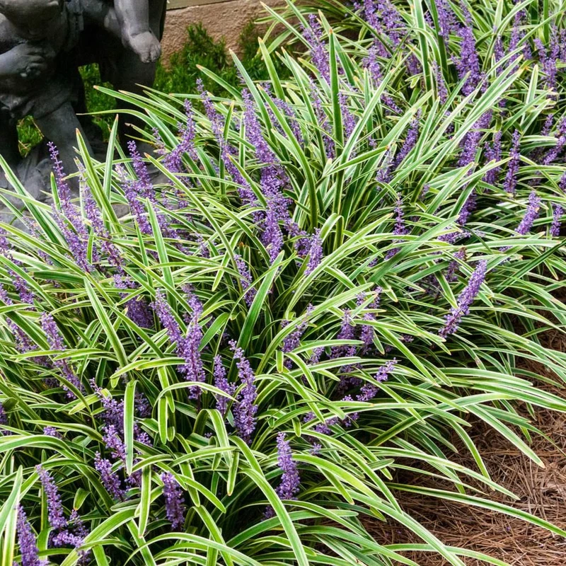 LIRIOPE VASO 18CM