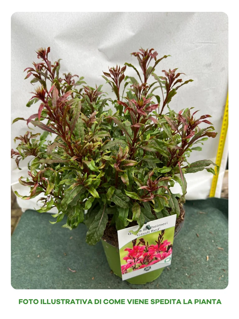 GAURA LINDHEIMERII GAUDI RED VASO 17CM