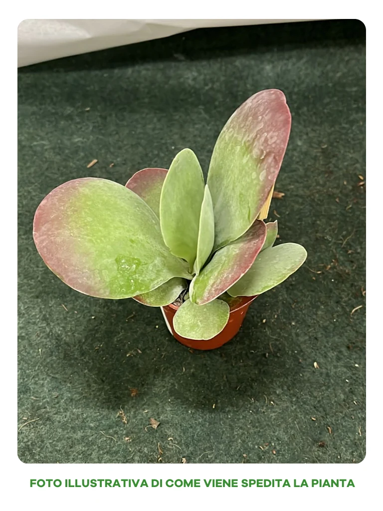 KALANCHOE THYRSIFLORA IN VASO 6CM
