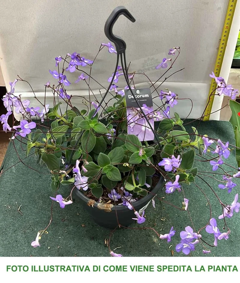 STREPTOCARPUS SAXORUM VASO 17CM