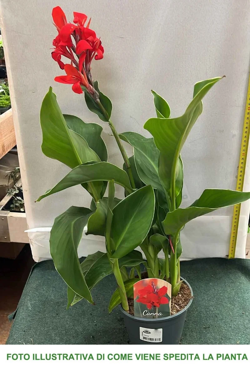 CANNA COLORE ASSORTITO VASO 14CM