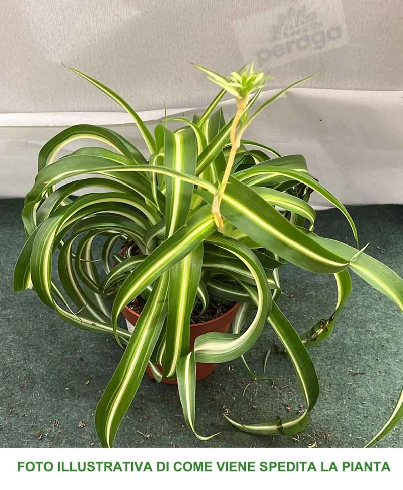 CHLOROPHYTUM COMOSUM BONNIE VASO 10.5CM