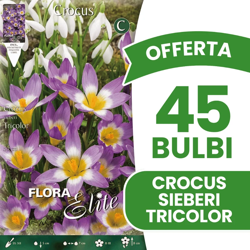 OFFERTA 45 BULBI CROCUS SIEBERI TRICOLOR