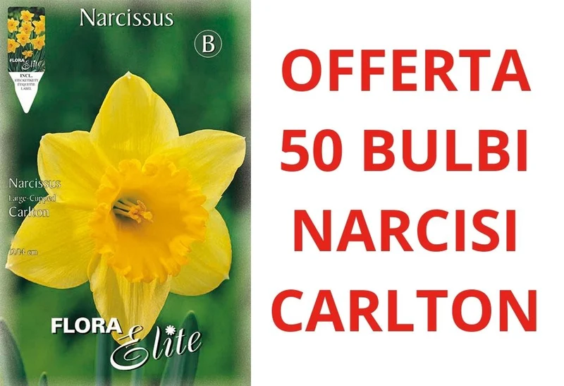 OFFERTA 50 BULBI NARCISO LARGE-CUPPED CARLTON