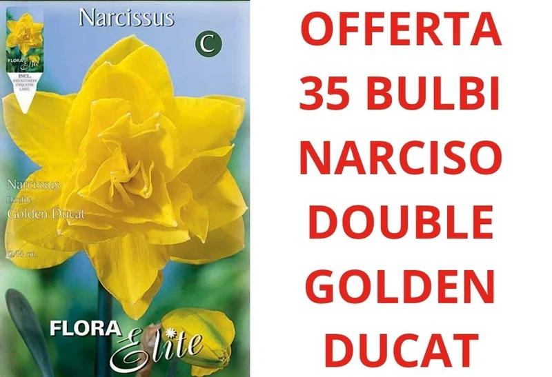 OFFERTA 35 BULBI NARCISO DOUBLE GOLDEN DUCAT