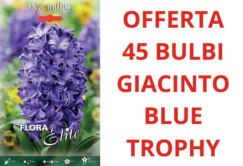 OFFERTA 45 BULBI DI GIACINTO BLUE TROPHY