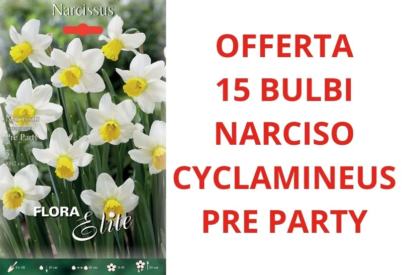 OFFERTA 15 BULBI DI NARCISO CYCLAMINEUS PRE PARTY