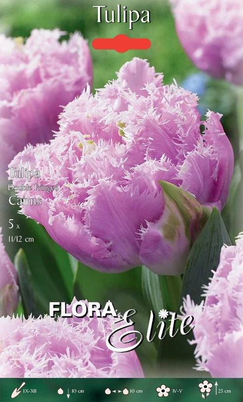 TULIPANO DOUBLE FRINGED CAIRNS (CONFEZIONE DA 5 BULBI)
